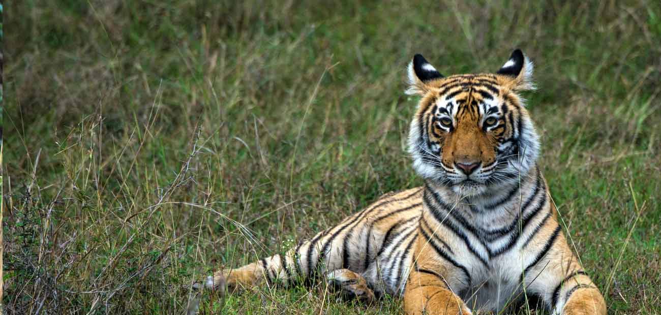 Ranthambore Car Rental