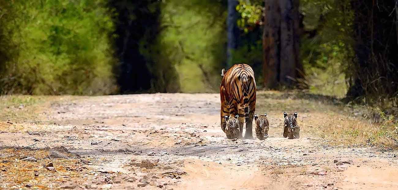 Ranthambore Car