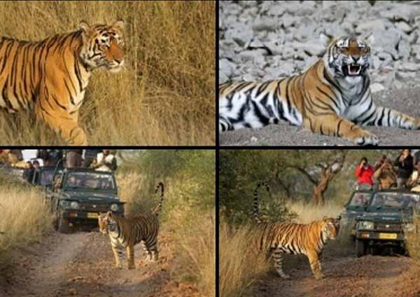 Ranthambore Zones