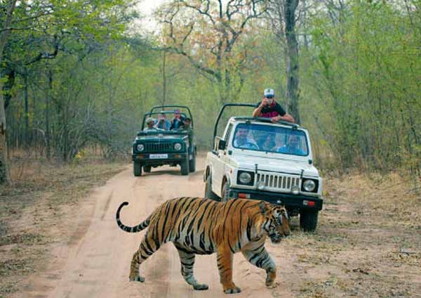 Jeep Safari ranthambore