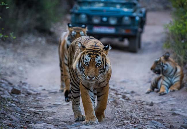 Jaipur to Ranthambore Tour Package